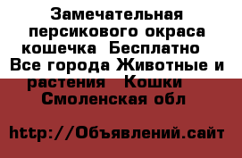 Замечательная персикового окраса кошечка. Бесплатно - Все города Животные и растения » Кошки   . Смоленская обл.